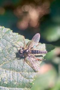 <i>Bibio lanigerus</i>
