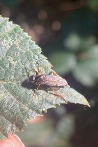 <i>Bibio lanigerus</i>