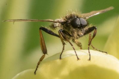 <i>Bibio lanigerus</i>