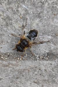 <i>Eristalis pertinax</i>