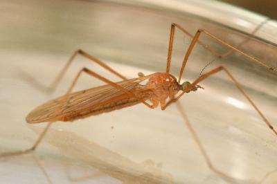 <i>Phylidorea ferruginea</i>