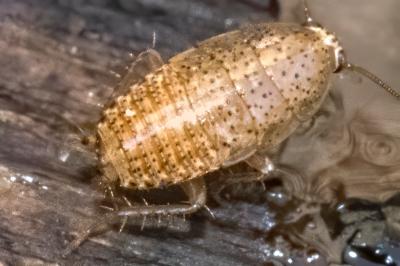<i>Ectobius pallidus</i>