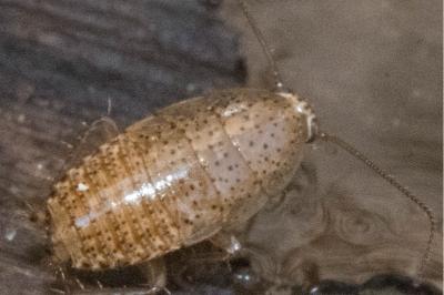 <i>Ectobius pallidus</i>