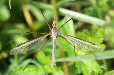 <i>Tipula oleracea</i>