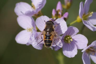 <i>Eristalis</i>