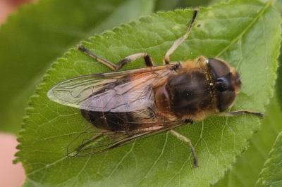 <i>Eristalis similis</i>