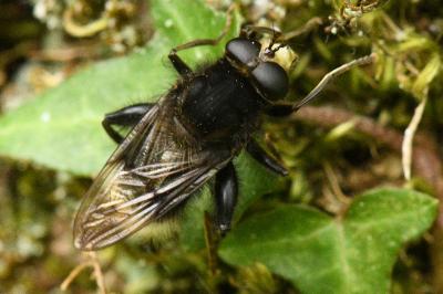 <i>Criorhina ranunculi</i>