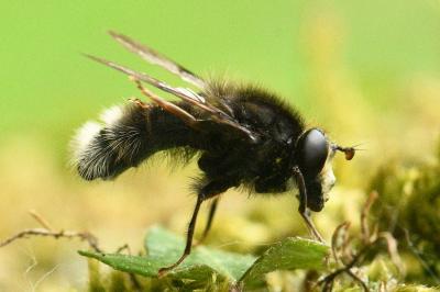 <i>Criorhina ranunculi</i>
