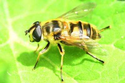 <i>Myathropa florea</i>