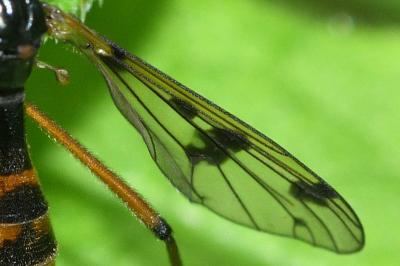 <i>Ptychoptera contaminata</i>