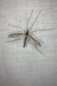 <i>Tipula vittata</i>