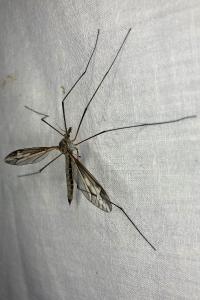 <i>Tipula vittata</i>