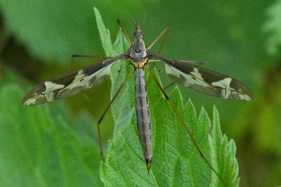 <i>Tipula maxima</i>