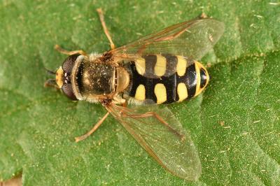 <i>Eupeodes corollae</i>