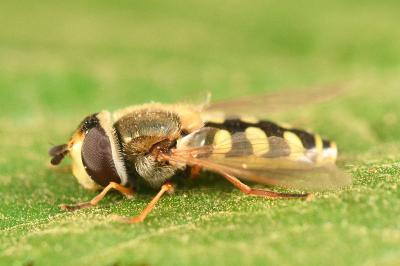 <i>Eupeodes corollae</i>