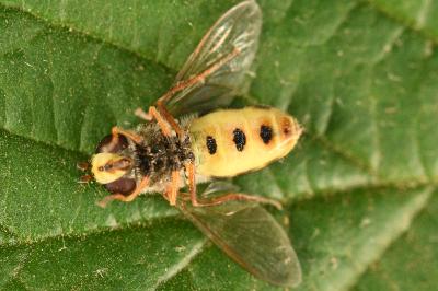 <i>Eupeodes corollae</i>