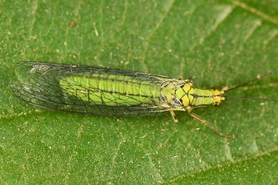 <i>Hypochrysa elegans</i>
