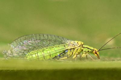 <i>Hypochrysa elegans</i>