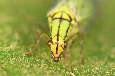 <i>Hypochrysa elegans</i>