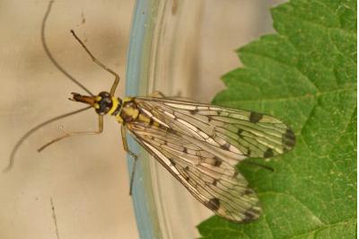 <i>Panorpa germanica</i>