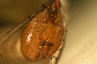 <i>Panorpa germanica</i>