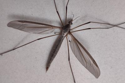 <i>Tipula</i>