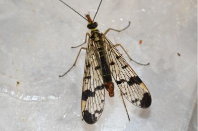 <i>Panorpa communis</i>