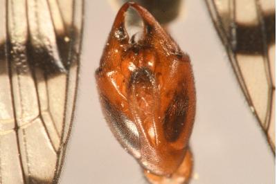 <i>Panorpa communis</i>
