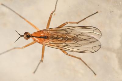 <i>Empis stercorea</i>