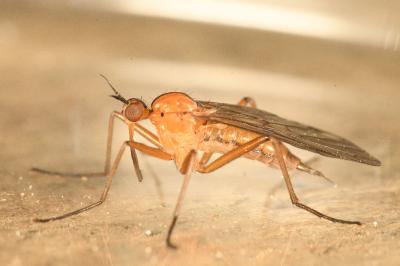 <i>Empis stercorea</i>