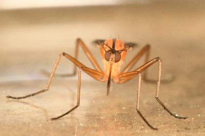 <i>Empis stercorea</i>