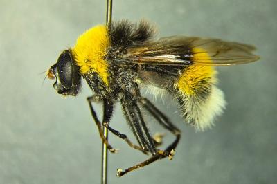 <i>Pocota personata</i>