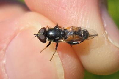 <i>Tropidia scita</i>