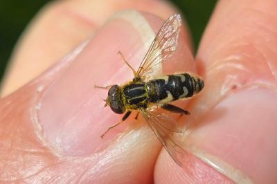 <i>Anasimyia interpuncta</i>