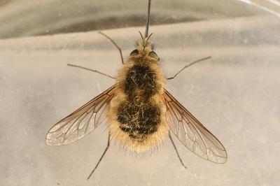 <i>Bombylius venosus</i>