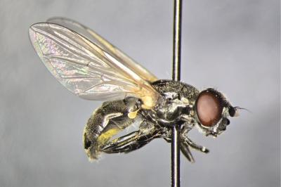 <i>Cheilosia impressa</i>
