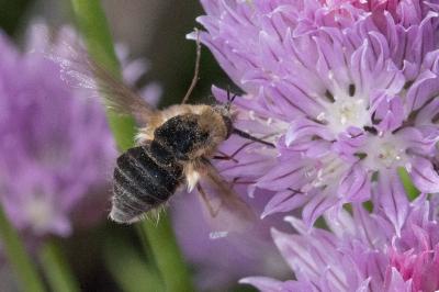 <i>Bombylius major</i>