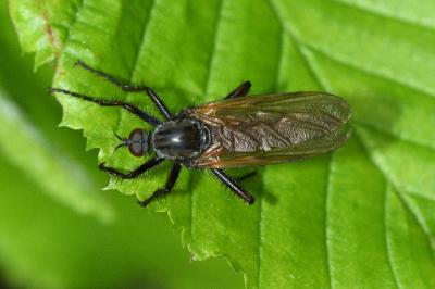 <i>Empis tessellata</i>