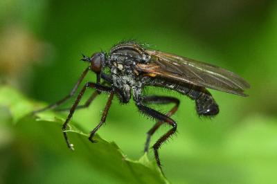 <i>Empis tessellata</i>