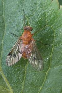 <i>Chrysopilus</i>