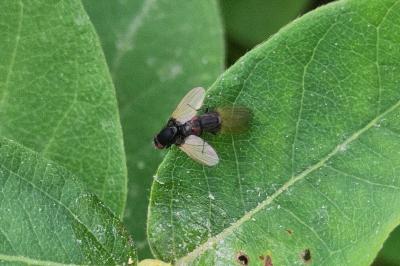 <i>Minettia longipennis</i>