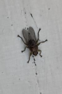 <i>Ornithomya avicularia</i>