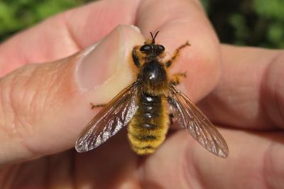 <i>Laphria flava</i>