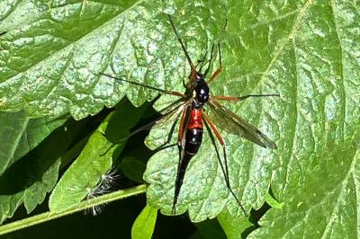 <i>Tanyptera atrata</i>