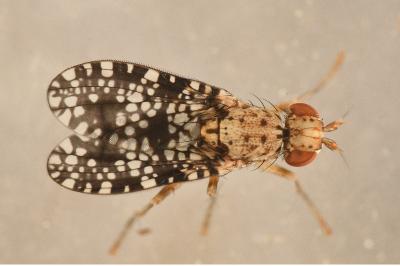 <i>Trypetoptera punctulata</i>