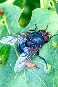<i>Calliphora vicina</i>