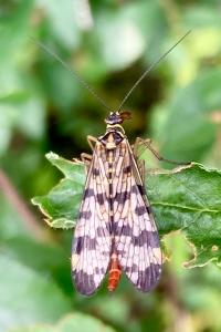 <i>Panorpa communis</i>