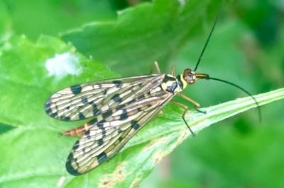 <i>Panorpa germanica</i>