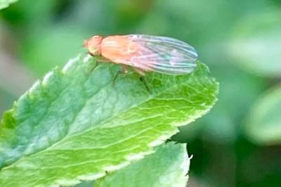 <i>Sapromyzosoma quadripunctata</i>