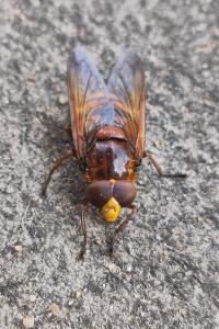<i>Volucella zonaria</i>